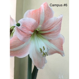 Huệ lai Campus