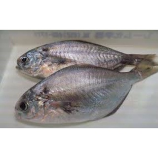 Cá liệt sứa làm sạch (~10c/kg) ~0.5kg