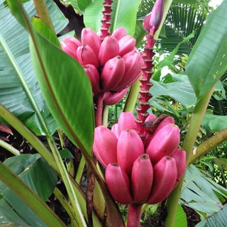 Hạt giống Chuối đỏ Dacca