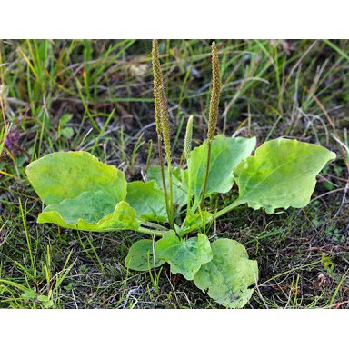 Giống cây Mã đề, 3 cây