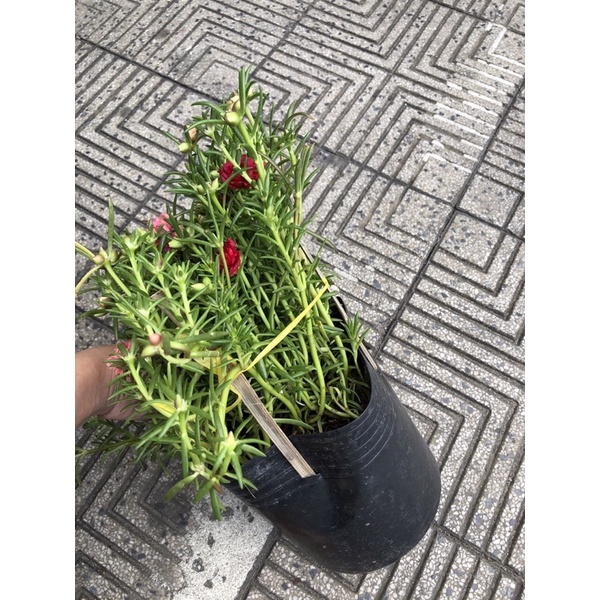 Chậu Hoa Mười Giờ Thái , 10h mix 1 chậu 3 màu
