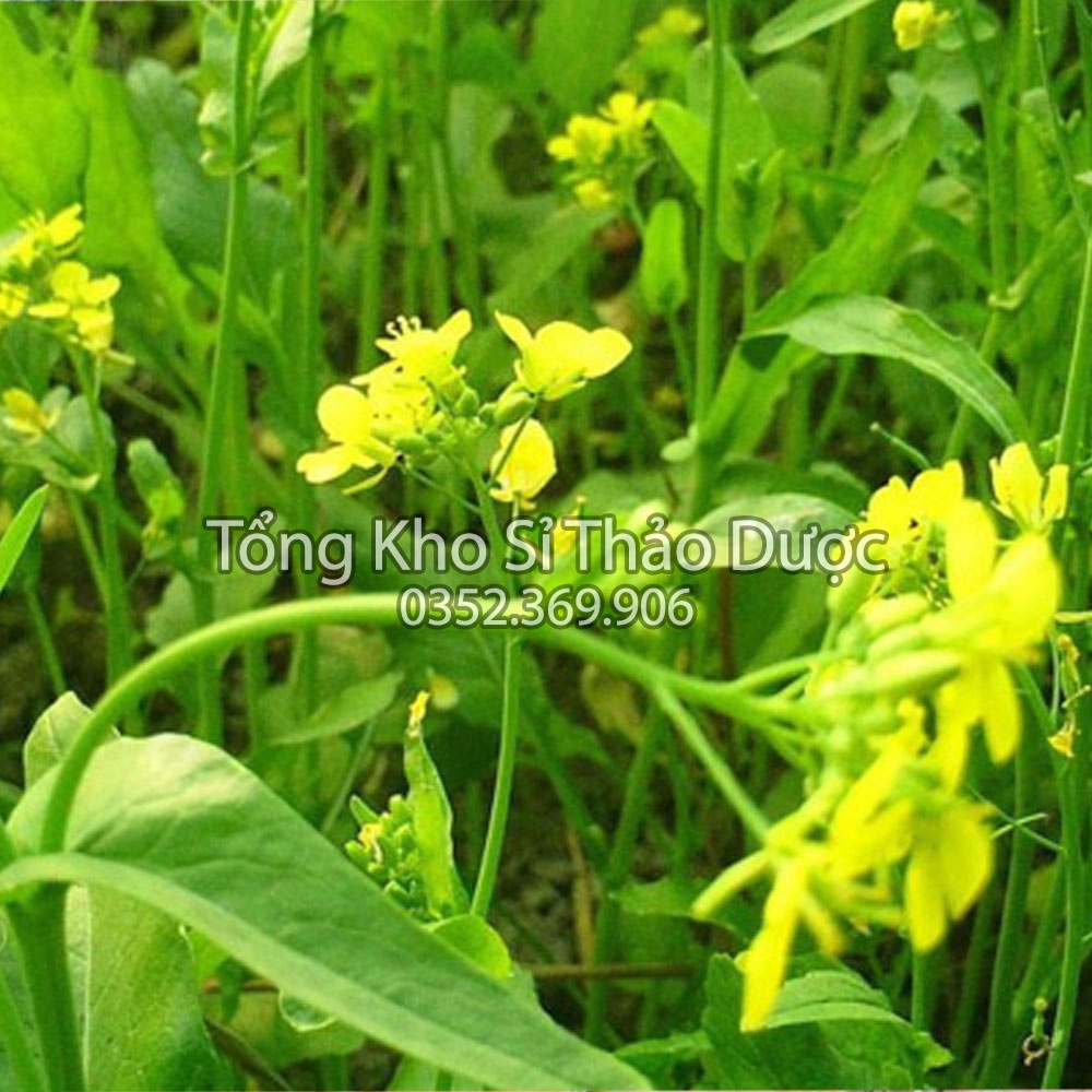 Bạch giới tử 500g (Hạt cải khô, tốt cho phế quản, giảm ho đờm)