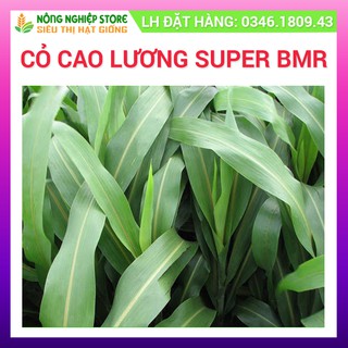 Hạt Giống Cỏ Super BMR giống cỏ chăn nuôi dinh dường cao - Gói 500g