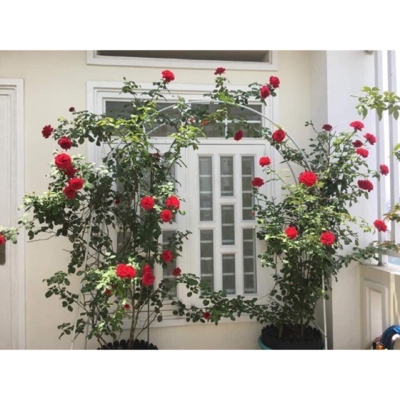 Khung vòm cho hoa hồng leo, cây trang trí rộng 1,4m cao 2,4m, ống 13mm