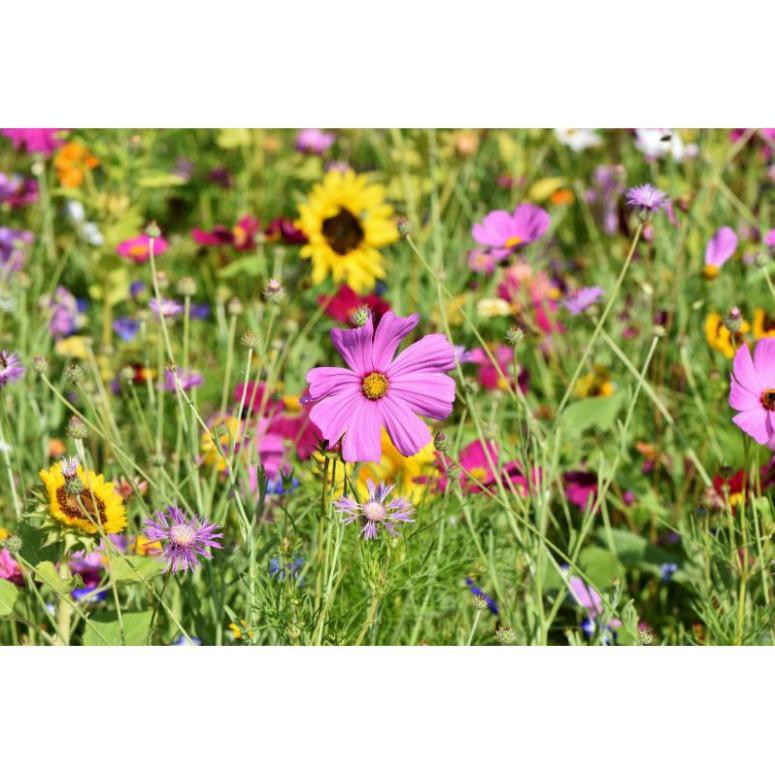 100H - Hạt giống hoa dại sân vườn kết hợp - mix >25 loại