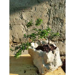 Linh sam bonsai HÒN NON BỘ