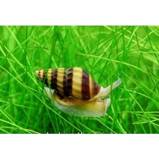 Ốc.Ăn.Ốc.và.Thức.ăn.cho.Ốc