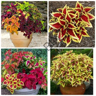 Hạt giống cây lá nhiều màu hạt giống cây kiểng