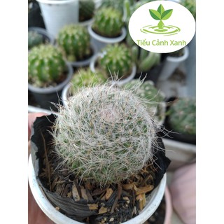 Xương rồng bánh sinh nhật