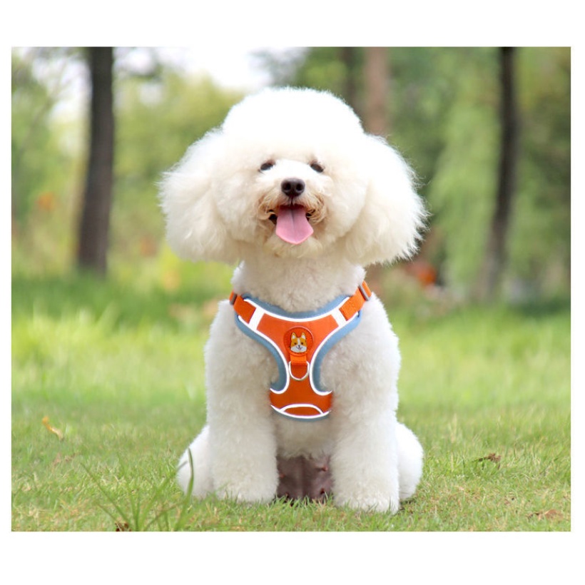 Dây Dắt Thú Cưng Đi Dạo Kèm Dây Dắt Tiện Dụng Cho Cún Cưng