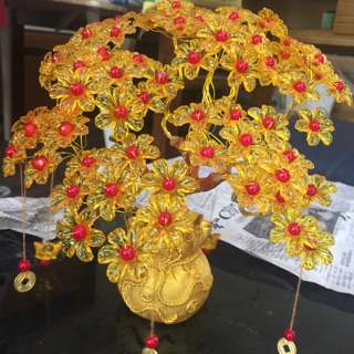 Cây mai tài lộc 7 cành