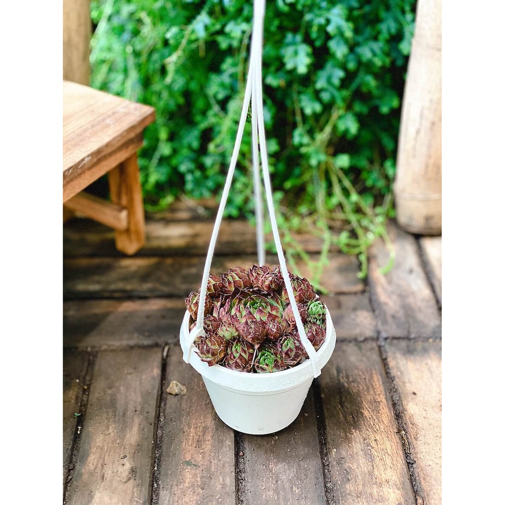 Cây Sempervivum Hen and Chicks Black Top (Trường Sinh Thảo Chúc, Gà Mẹ và Gà Con Đầu Đen) chậu nhựa treo