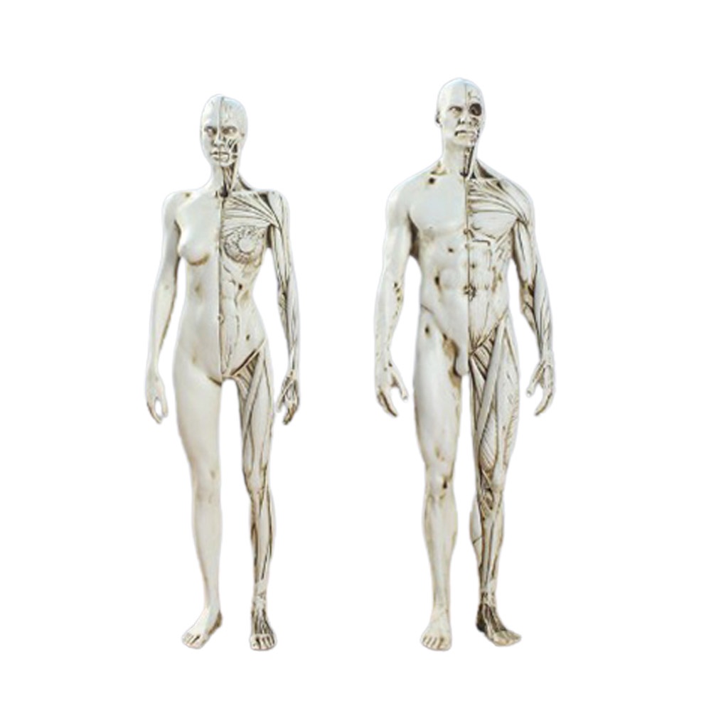 Mô Hình Cơ Thể Người Nam Nữ Dùng Trong Vẽ Tranh