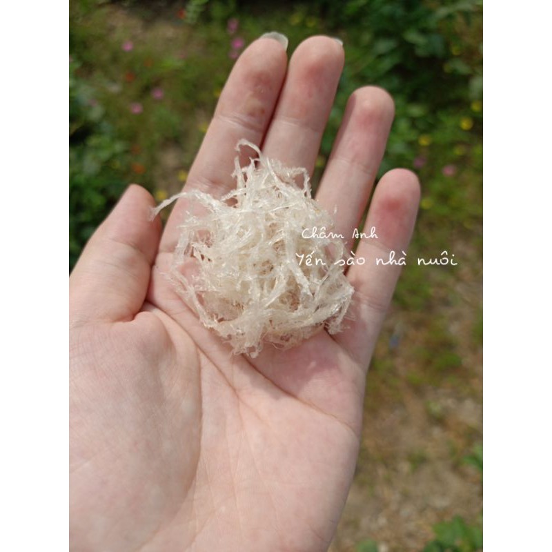 YẾN SÀO NHÀ NUÔI - set chia sẵn