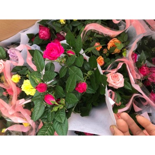 Cây hoa hồng tezza