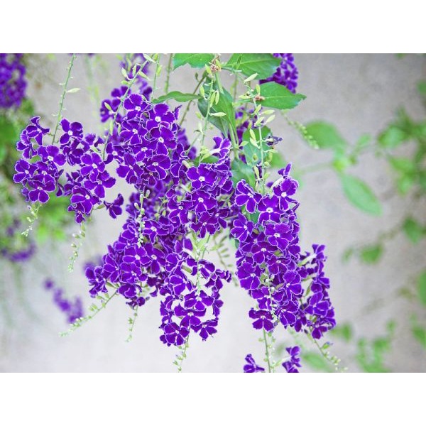 Cây chuỗi ngọc hoa tím - cây cảnh đẹp - thích hợp trồng hàng rào trang lối đi sân vườn