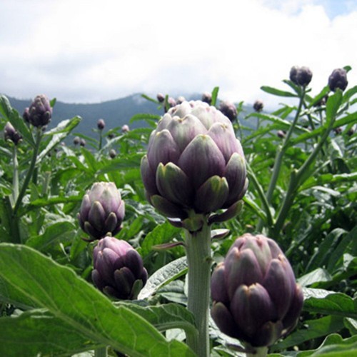 Hạt giống atiso bông tím Đà Lạt - Violet Artichoke (gói 2gr)