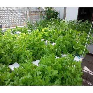 Gói 100 hạt giống rau cải ngọt đuôi phụng