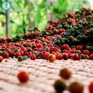 Hồng tiêu Phú Quốc - 500G