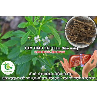 Cây Cam Thảo Đất  100% Hữu Cơ