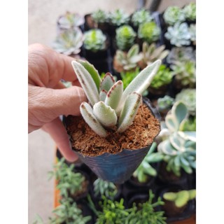 Sen đá Nhung viền đen - Panda Plant, đỏ - Echeveria pulvinata `Ruby Blush`, xanh tròn, tai lừa, xanh lá dài