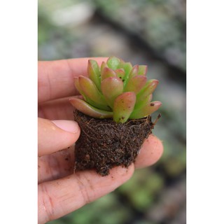 sen đá ruby kẹo mini 2-4cm