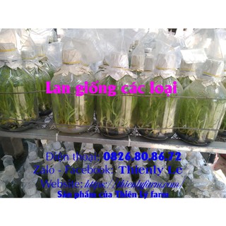 Lan giả hạc rừng Đăk Lay