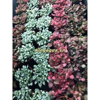 [Top] Cây Bá.n Cạn Siêu Xinh