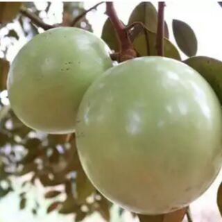 Cây giống vú sữa lò rèn