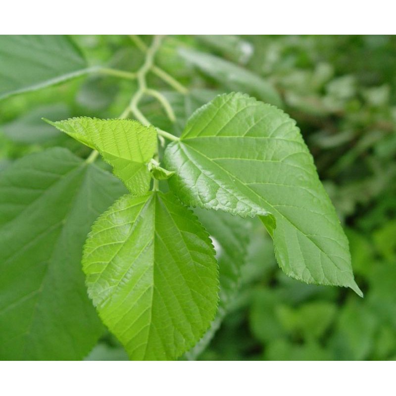 LÁ DÂU TẰM TƯƠI CHO TÉP ĂN - 20 Lá