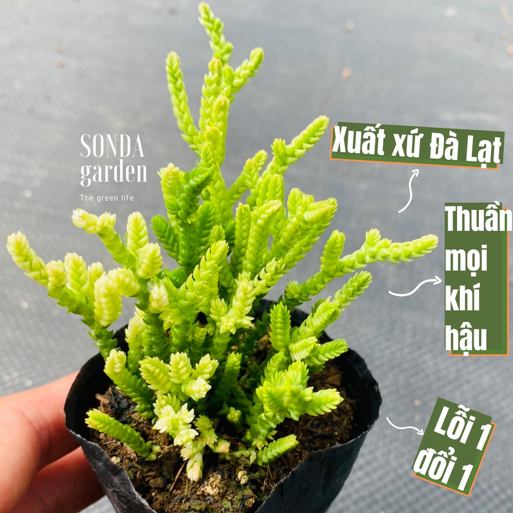 Cỏ trúc xanh SONDA GARDEN size bé 4-5cm, xuất xứ Đà Lạt, khoẻ đẹp, lỗi 1 đổi 1