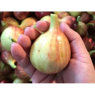 COMBO 2 CÂY GIỐNG SUNG MỸ 99K