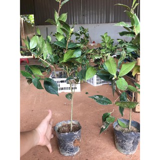 3 cây trà đang nụ, chậu đất, nhiều nhánh dài 30cm đến 60cm