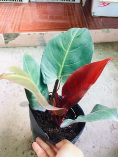 ĐẾ VƯƠNG ĐỎ