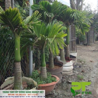 Cây Giống Cau Lùn Trồng Chậu Bao Đẹp