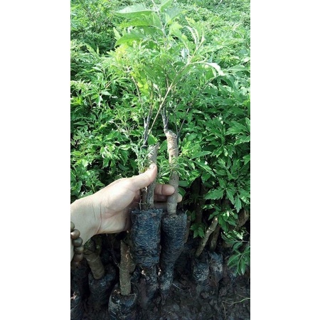 Cây giống CÂY ĐINH LĂNG TA