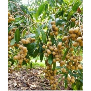 Combo 5 cây nhãn giống không hạt