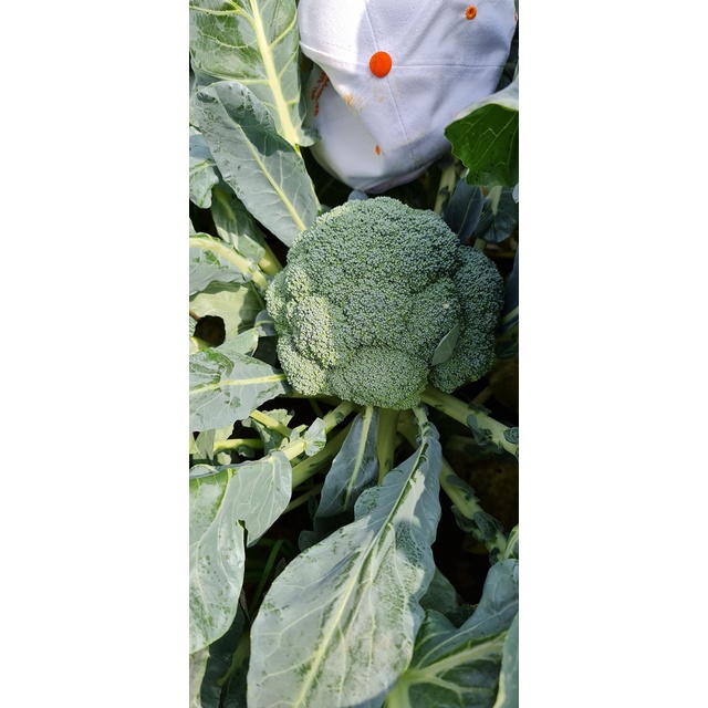 Hạt giống Súp Lơ Xanh Green Royal  - 2500 hạt