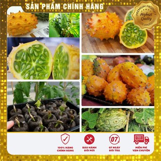 Hạt giống Dưa Sừng ngon+lạ+dễ trồng