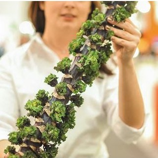 30H - Hạt giống Kale Petit Posy F1  Nhập khẩu Mỹ- nảy mầm 100%