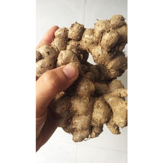 củ ngãi đen to tươi 1kg