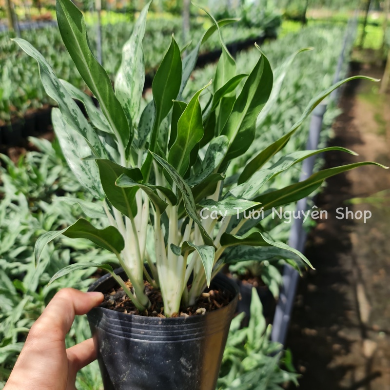 CÂY GIỮ TIỀ.N THÁI LÁ NHỎ ,, cây cảnh Trong nhà, kiểng lá mini để bàn Văn phòng đẹp,, Cây Tươi Nguyên