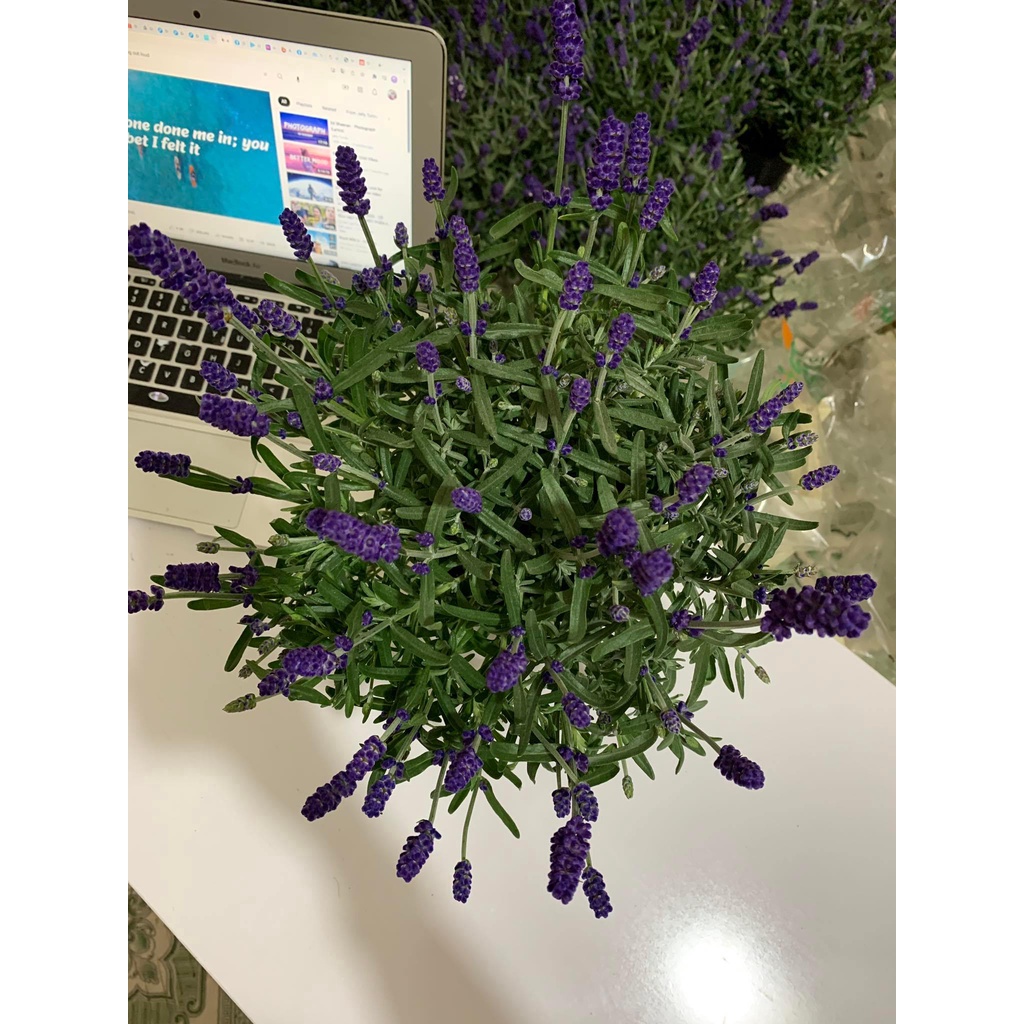 Chậu Lavender/ oải hương có hoa và nụ - ảnh thật