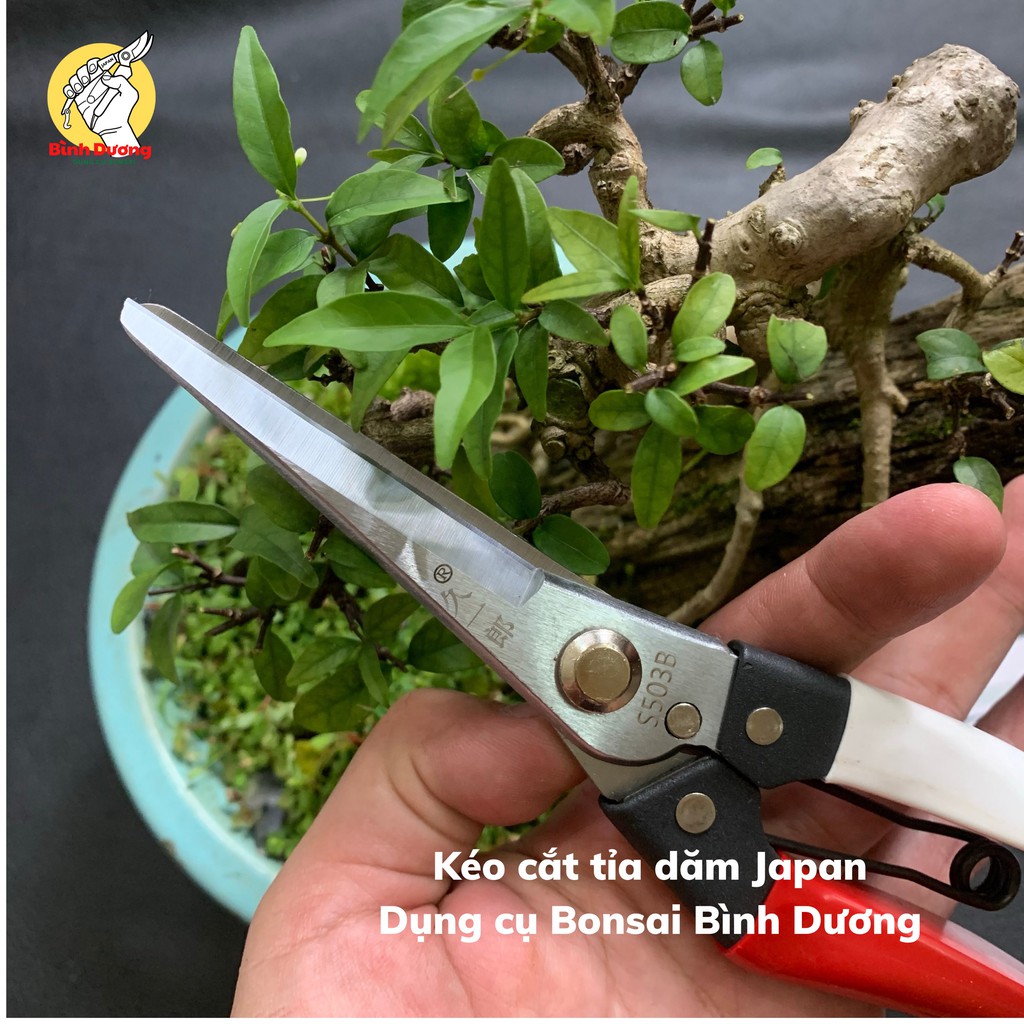 KÉO CẮT TỈA DĂM, CHỒI, LÁ JIUYILANG - JAPAN [CHÍNH HÃNG], KÉO CẮT TỈA DĂM, CHỒI, LÁ CÂY CẢNH BONSAI