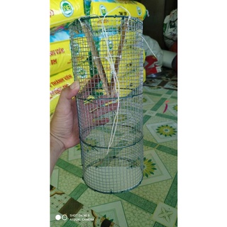 Bẫy ếch hom tre
