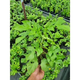 cây Monstera mini From thái (Rhaphidophora Tetrasperma)