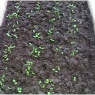 2gram HẠT GIỐNG XÀ LÁCH ROMAINE