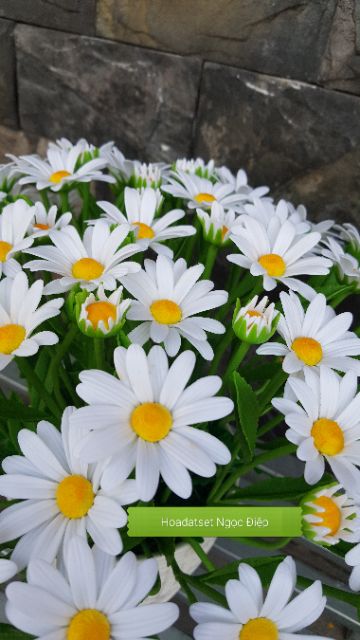 KHUÔN CẮT LÀM HOA CÚC HỌA MI