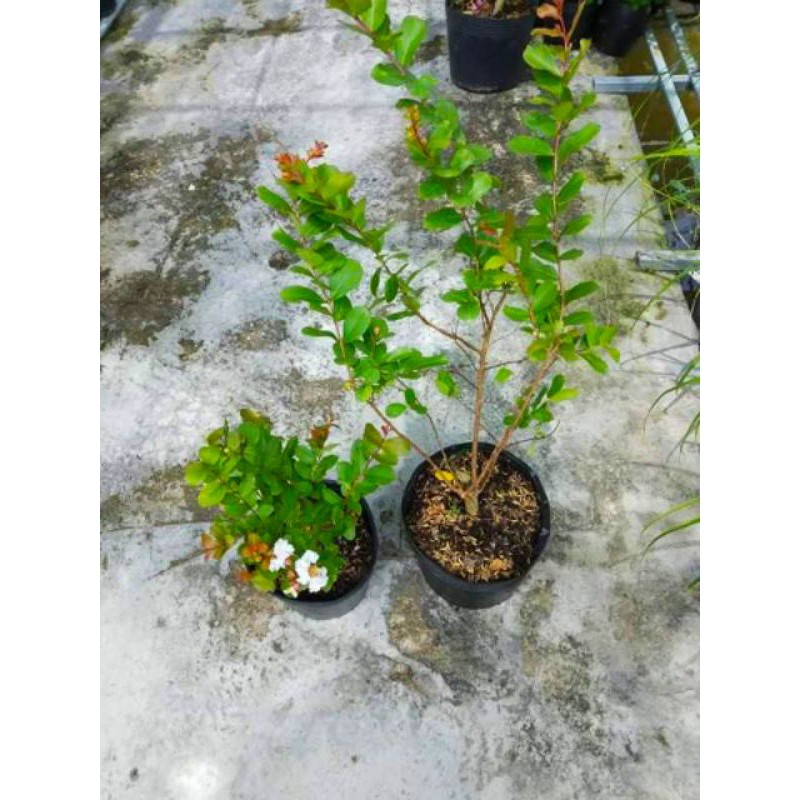 Cây Tường Vi đủ màu