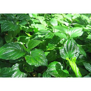 Cây giống lá lốt (có bầu đất)